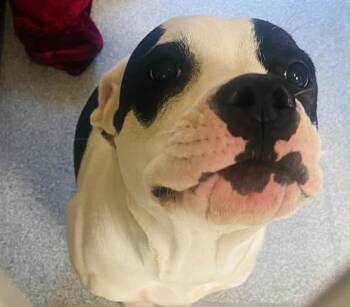 SMOOCHIE -  Pit Bull Terrier Dog for Adoption in Tustin, California - SMOOCHIE | PetCurious