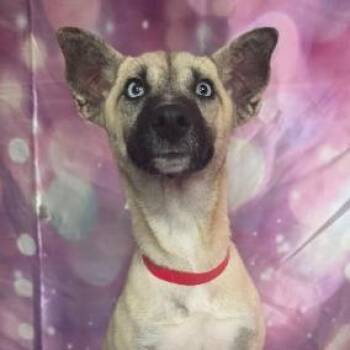 Gypsy -  Husky and Mixed Breed Dog for Adoption in Fort Collins, Colorado - Gypsy | PetCurious