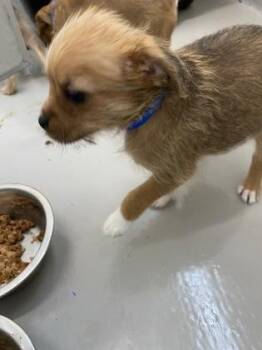 Terrier and Mixed Breed Dogs Available for Adoption - Tobias | PetCurious