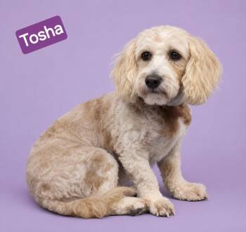 Tosha -  Miniature Poodle and Bichon Frise Dog for Adoption in Wheelersburg, Ohio - Tosha | PetCurious