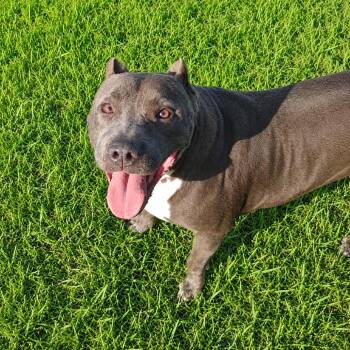 Chloe -  Pit Bull Terrier and Terrier Dog for Adoption in Seguin, Texas - Chloe | PetCurious