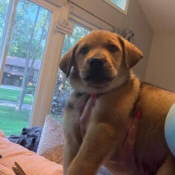 Ophelia -  German Shepherd Dog Dog for Adoption - Ophelia | PetCurious
