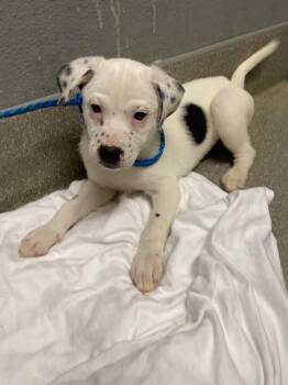 German Shepherd Dog and Mixed Breed Dogs Available for Adoption in Las Vegas, Nevada - BOLT | PetCurious