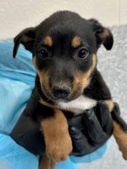 Mixed Breed Dogs Available for Adoption in Wichita, Kansas - Red Vine | PetCurious