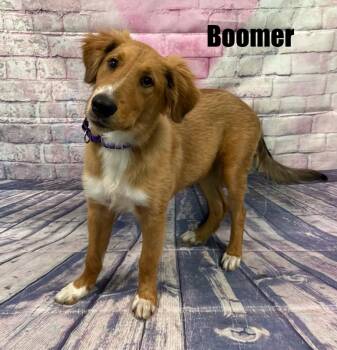 Boomer -  Collie Dog for Adoption in Quincy, Michigan - Boomer | PetCurious