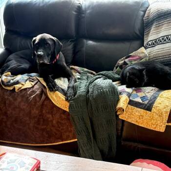 Labrador Retriever Dogs Available for Adoption - Ziggy | PetCurious