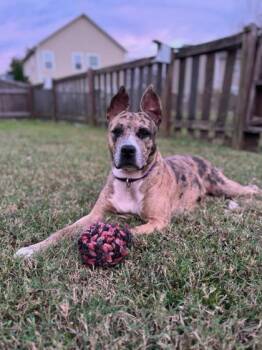 Rescue Terrier and Mixed Breed Dogs for Adoption in North Charleston, South Carolina - 88008A Roxy - Adoption Ambassador | PetCurious