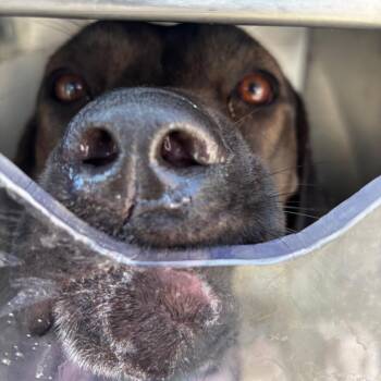 Cynthia FKA Queen -  Mixed Breed Dog for Adoption in Philadelphia, Pennsylvania - Cynthia FKA Queen | PetCurious