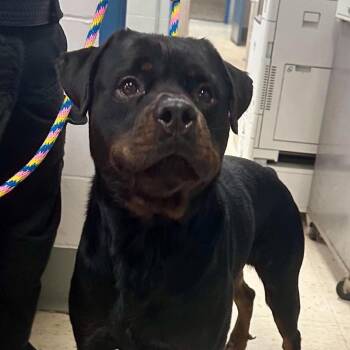 Big Boy Bronco D12584 -  Rottweiler Dog for Adoption - Big Boy Bronco D12584 | PetCurious