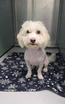 Nadia -  Havanese Dog for Adoption in Portland, Maine - Nadia | PetCurious