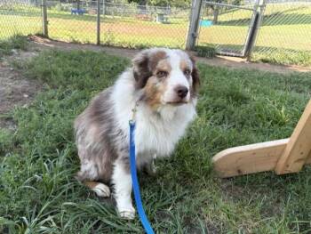 COWBOY -  Australian Shepherd and Mixed Breed Dog for Adoption in Omaha, Nebraska - COWBOY | PetCurious