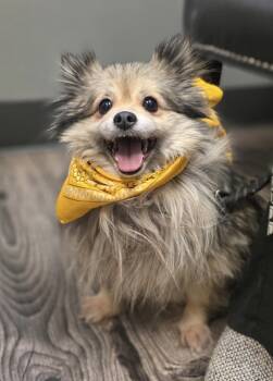 Pomeranian Dogs Available for Adoption in Powell Butte, Oregon - Lulu | PetCurious