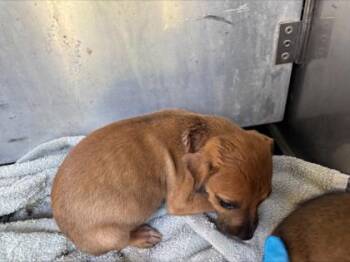 Terrier and Mixed Breed Dogs Available for Adoption in Honolulu, Hawaii - Rumi | PetCurious