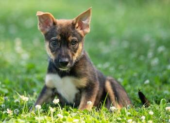 Chai -  Anatolian Shepherd Dog for Adoption in Stratham, New Hampshire - Chai | PetCurious