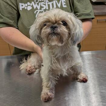 Emma -  Shih Tzu Dog for Adoption in Toledo, Ohio - Emma | PetCurious