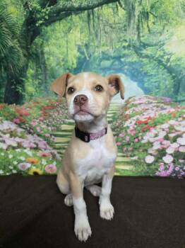 Labrador Retriever and Pit Bull Terrier Dogs Available for Adoption - Sassy Girl | PetCurious