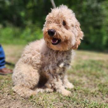 Jimmy Buffett -  Miniature Poodle and Golden Retriever Dog for Adoption in Centerville, Tennessee - Jimmy Buffett | PetCurious