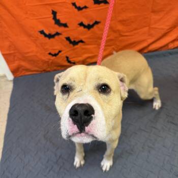 Rescue Boxer Dogs for Adoption in Elberton, Georgia - Rico 11899 | PetCurious