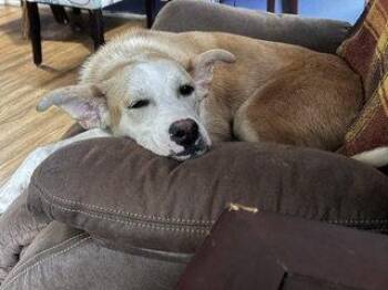 Sandwich -  Labrador Retriever Dog for Adoption in Brooklyn Center, Minnesota - Sandwich | PetCurious
