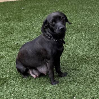 Roux -  Chihuahua and Pug Dog for Adoption in Cedar Park, Texas - Roux | PetCurious