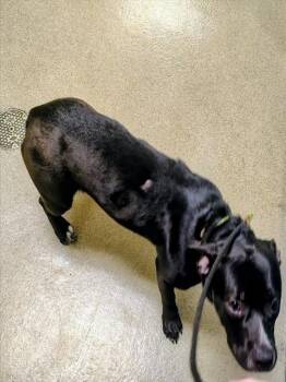 Pit Bull Terrier and Mixed Breed Dogs Available for Adoption in St. Louis, Missouri - BOBBIE | PetCurious
