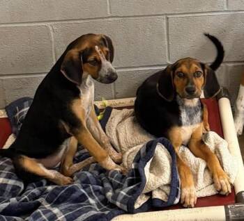 Muffin & Crepe -  Hound Dog for Adoption in Elizabethtown, North Carolina - Muffin & Crepe | PetCurious