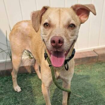 Jasper -  Miniature Pinscher Dog for Adoption in Plainfield, Illinois - Jasper | PetCurious