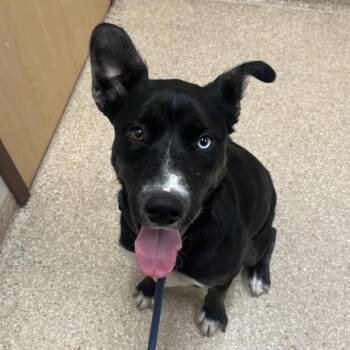Frances -  Siberian Husky and Mixed Breed Dog for Adoption in Reno, Nevada - Frances | PetCurious