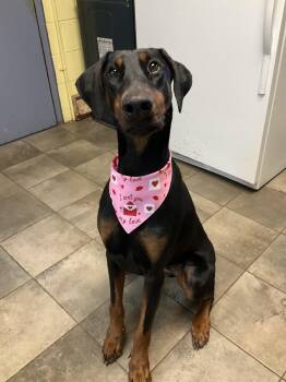 Doberman Pinscher Dogs Available for Adoption - River | PetCurious