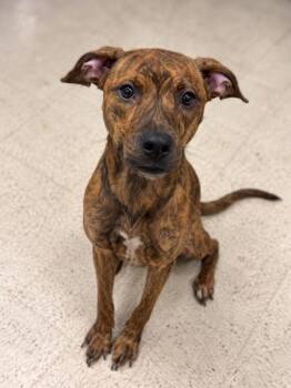 Isla -  Terrier Dog for Adoption in Gulfport, Mississippi - Isla | PetCurious