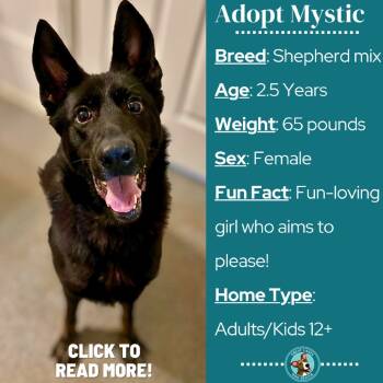Rescue German Shepherd Dog Dogs for Adoption in Metamora, Michigan - Mystic | PetCurious