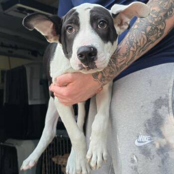Raisin - 042702U -  Labrador Retriever and Mixed Breed Dog for Adoption in Tupelo, Mississippi - Raisin - 042702U | PetCurious