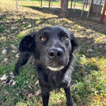 Rescue Border Collie Dogs for Adoption in Fayetteville, Arkansas - Griswold | PetCurious