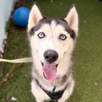Ariel -  Husky Dog for Adoption in Fort Lauderdale, Florida - Ariel | PetCurious