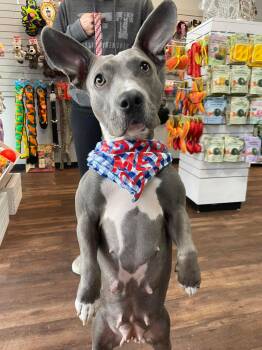 American Bully Dogs Available for Adoption - Holly | PetCurious