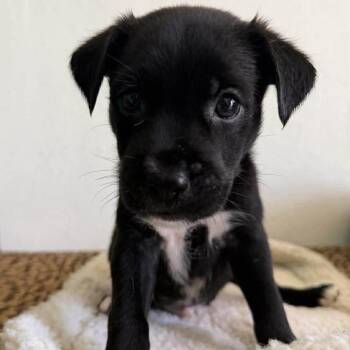 Chihuahua and Terrier Dogs Available for Adoption in Carmel Hamlet, New York - Merle | PetCurious