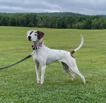 German Shorthaired Pointer and English Pointer Dogs Available for Adoption in Alexandria, Virginia - Sadie | PetCurious