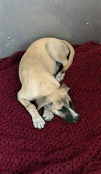 ROSE -  Black Mouth Cur and Mixed Breed Dog for Adoption in Brunswick, Georgia - ROSE | PetCurious