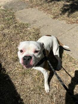 Rescue Pit Bull Terrier and Mixed Breed Dogs for Adoption in Fort Worth, Texas - 59444628 | PetCurious