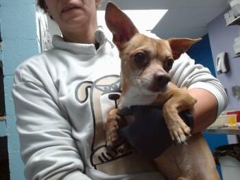 Chihuahua Dogs Available for Adoption in Albuquerque, New Mexico - POTATOE | PetCurious