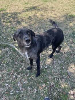 Catahoula Leopard Dog and Mixed Breed Dogs Available for Adoption in Texas City, Texas - PEBBLES | PetCurious