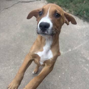 Bullseye -  Mixed Breed Dog for Adoption in Duncan, Oklahoma - Bullseye | PetCurious