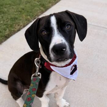 Daddy Long-Legs -  Mixed Breed Dog for Adoption in Columbia, South Carolina - Daddy Long-Legs | PetCurious
