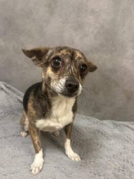 Baby Fox -  Chihuahua and Mixed Breed Dog for Adoption in Fort Worth, Texas - Baby Fox | PetCurious