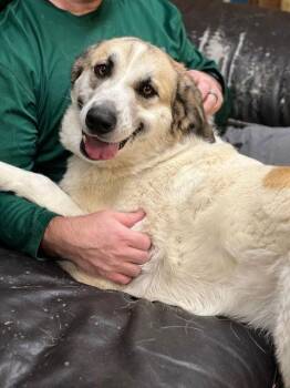 Golden Retriever Dogs Available for Adoption - Golden Retriever Mix | PetCurious