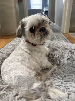 Panda -  Shih Tzu and Brussels Griffon Dog for Adoption in Worcester, Massachusetts - Panda | PetCurious