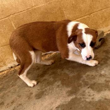 Mixed Breed Dogs Available for Adoption in Loxahatchee Groves, Florida - WINNIE 6573 | PetCurious