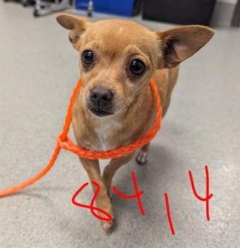 Chihuahua Dogs Available for Adoption in Ontario, California - GRETCHEN | PetCurious