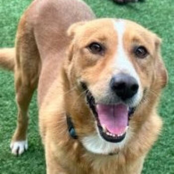 Rescue Mixed Breed Dogs for Adoption in Nampa, Idaho - Reggie | PetCurious