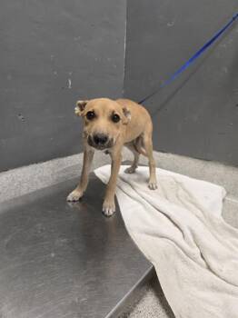 HONEY BUN -  German Shepherd Dog and Mixed Breed Dog for Adoption in Tallahassee, Florida - HONEY BUN | PetCurious